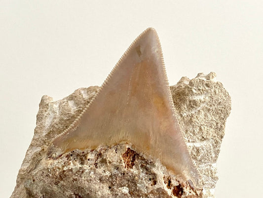 Rare Megalodon tooth fossil from Italy on Matrix, Miocene period (2.91") - FossilsAndMore