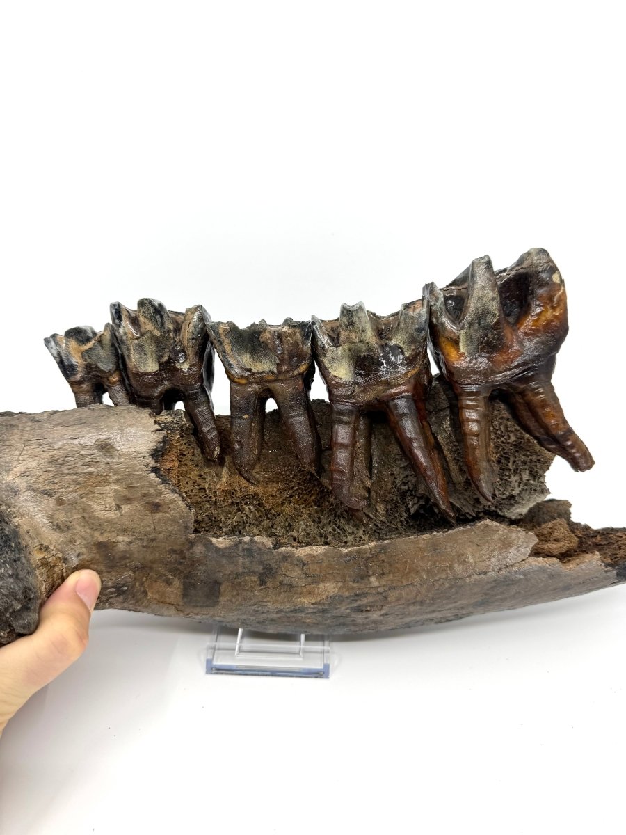 Rare Woolly Rhino Partial Jaw with 5 Molars – Coelodonta antiquitatis – Siberia, Russia - FossilsAndMore