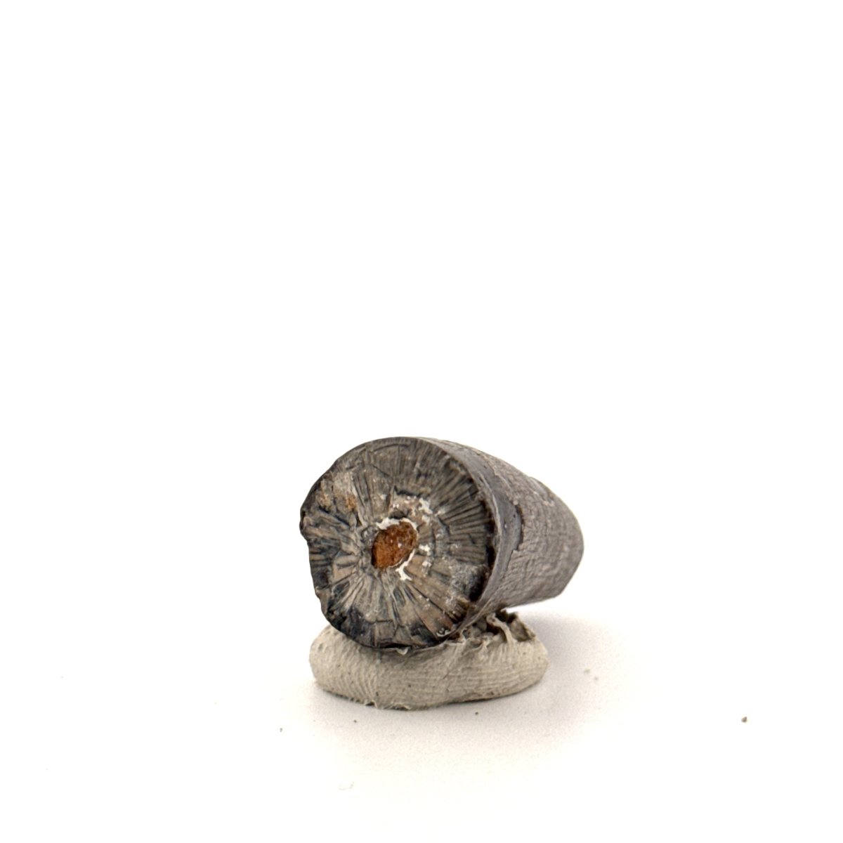 Sarcosuchus Imperator fossil tooth from Niger (1.43") - FossilsAndMore