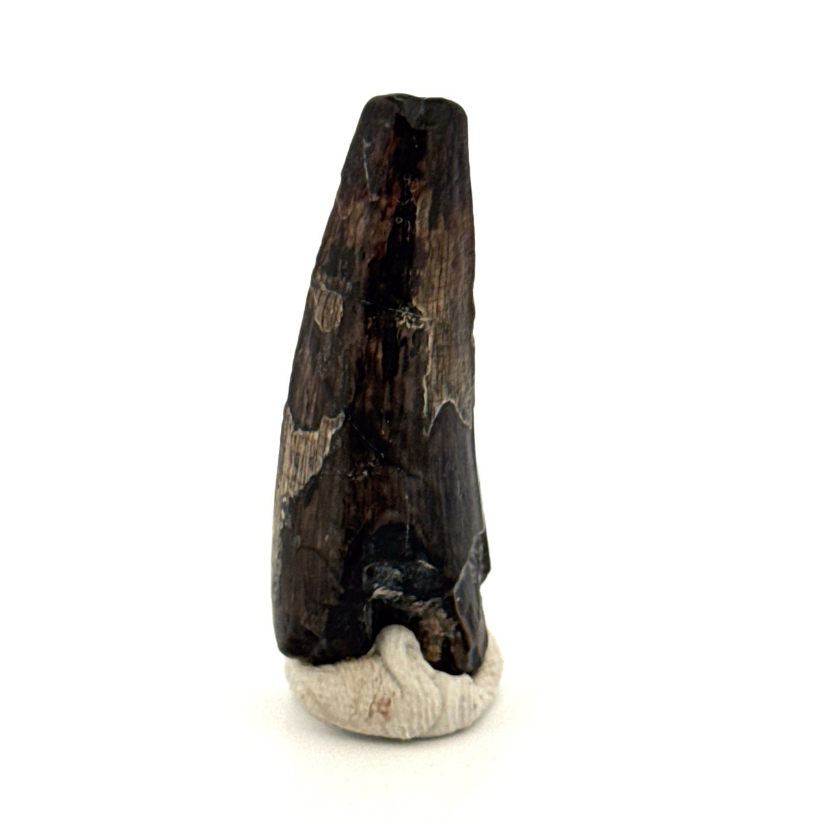 Sarcosuchus Imperator fossil tooth from Niger (1.53") - FossilsAndMore