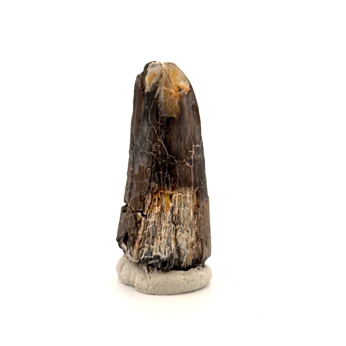 Sarcosuchus Imperator fossil tooth from Niger (1.70") - FossilsAndMore