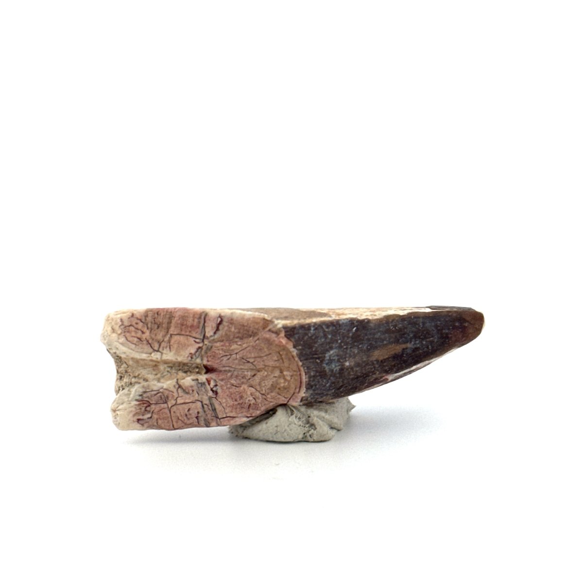 Sarcosuchus Imperator fossil tooth from Niger (2.04") - FossilsAndMore