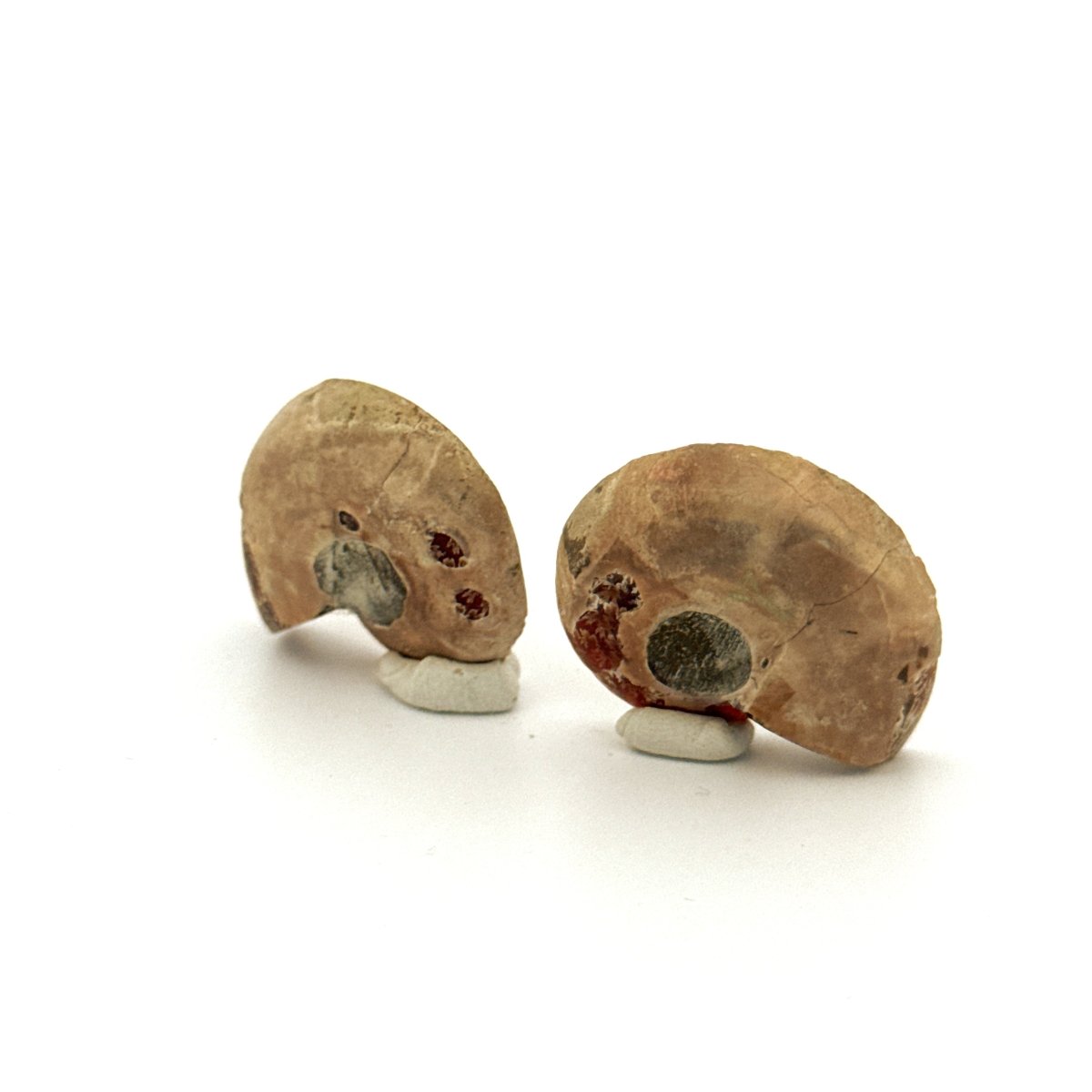 Small Agatized Ammonite Fossil (1.20") - Cretaceous, Madagascar - FossilsAndMore