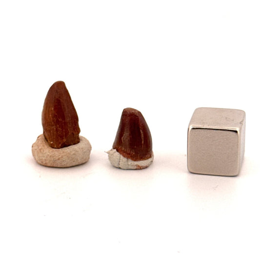 Small Elosuchus cherifiensis Fossil teeth from Morocco (0.49") - FossilsAndMore