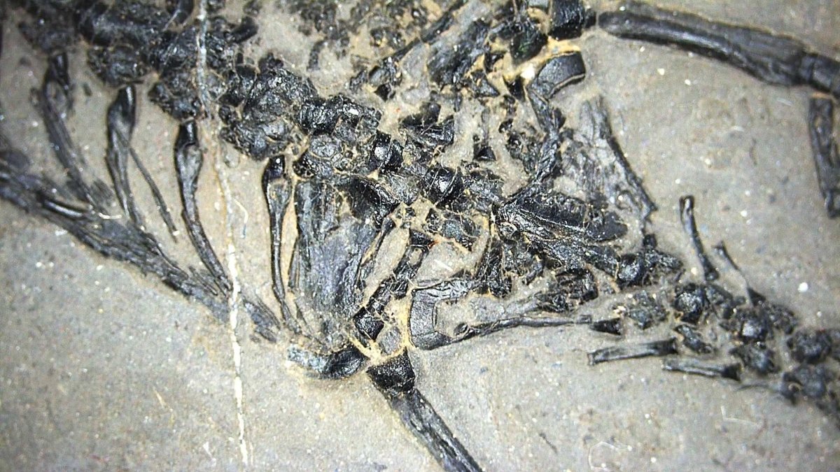 Small Keichousaurus hui Fossil Triassic Marine Reptile from China (4.35") - FossilsAndMore