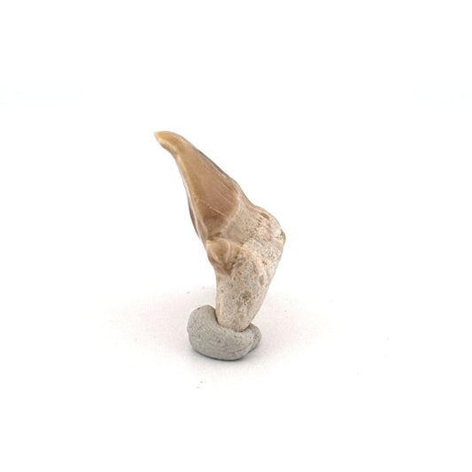 Small Pathological Otodus obliquus Tooth (1.10") – Eocene, Morocco - FossilsAndMore