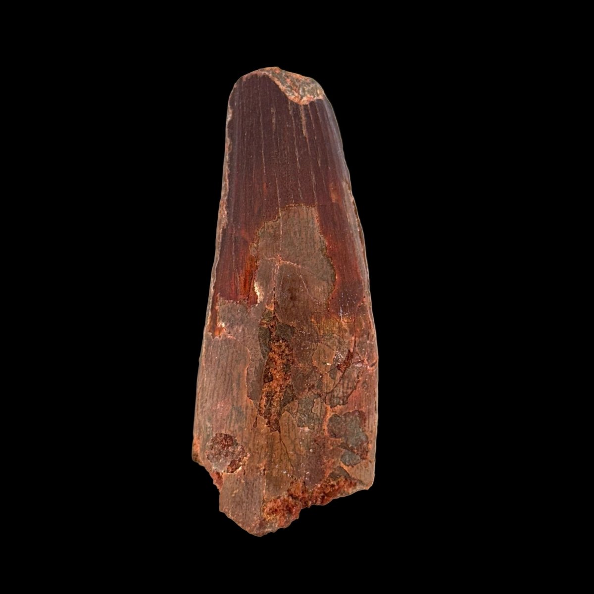 Spinosaurus maroccanus Tooth Fossil (3.11") – Late Cretaceous, Morocco - FossilsAndMore