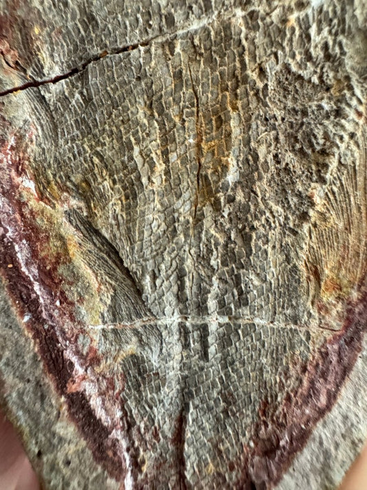 Triassic Fossil Fish In Nodule from Madagascar, Positive & negative (4.27") - FossilsAndMore