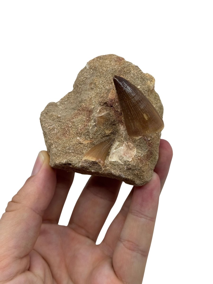 Two Mosasaur Teeth on Matrix – Morocco, Late Cretaceous (03) - FossilsAndMore
