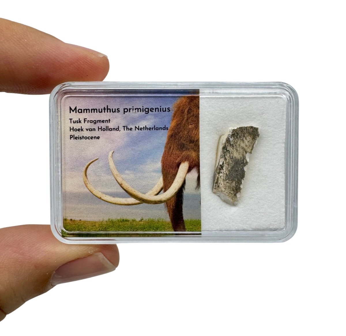 Woolly Mammoth Tusk Fragment from Holland in Gift Box - FossilsAndMore