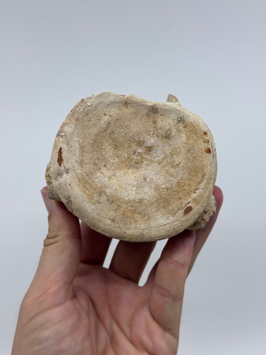 Zarafasaura oceanis Fossil Vertebra (3.85"), Plesiosaur species from Morocco - FossilsAndMore
