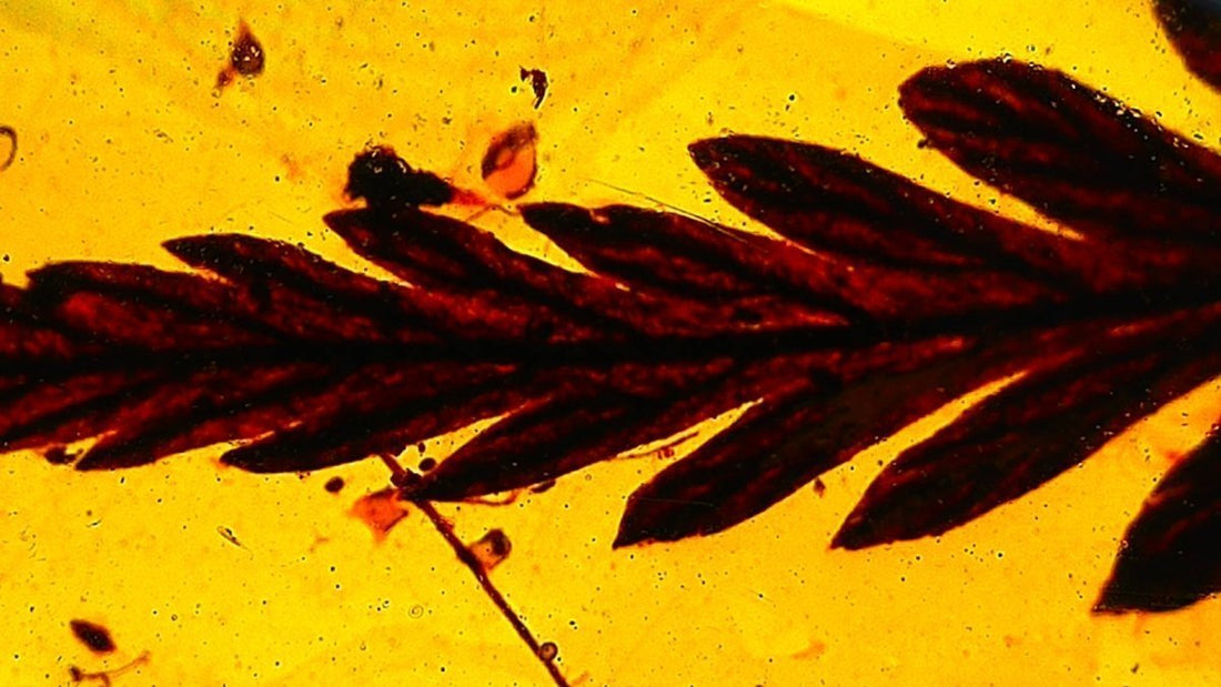 Close up of leaf preserved in Burmite amber, cretaceous age fossil tree resin