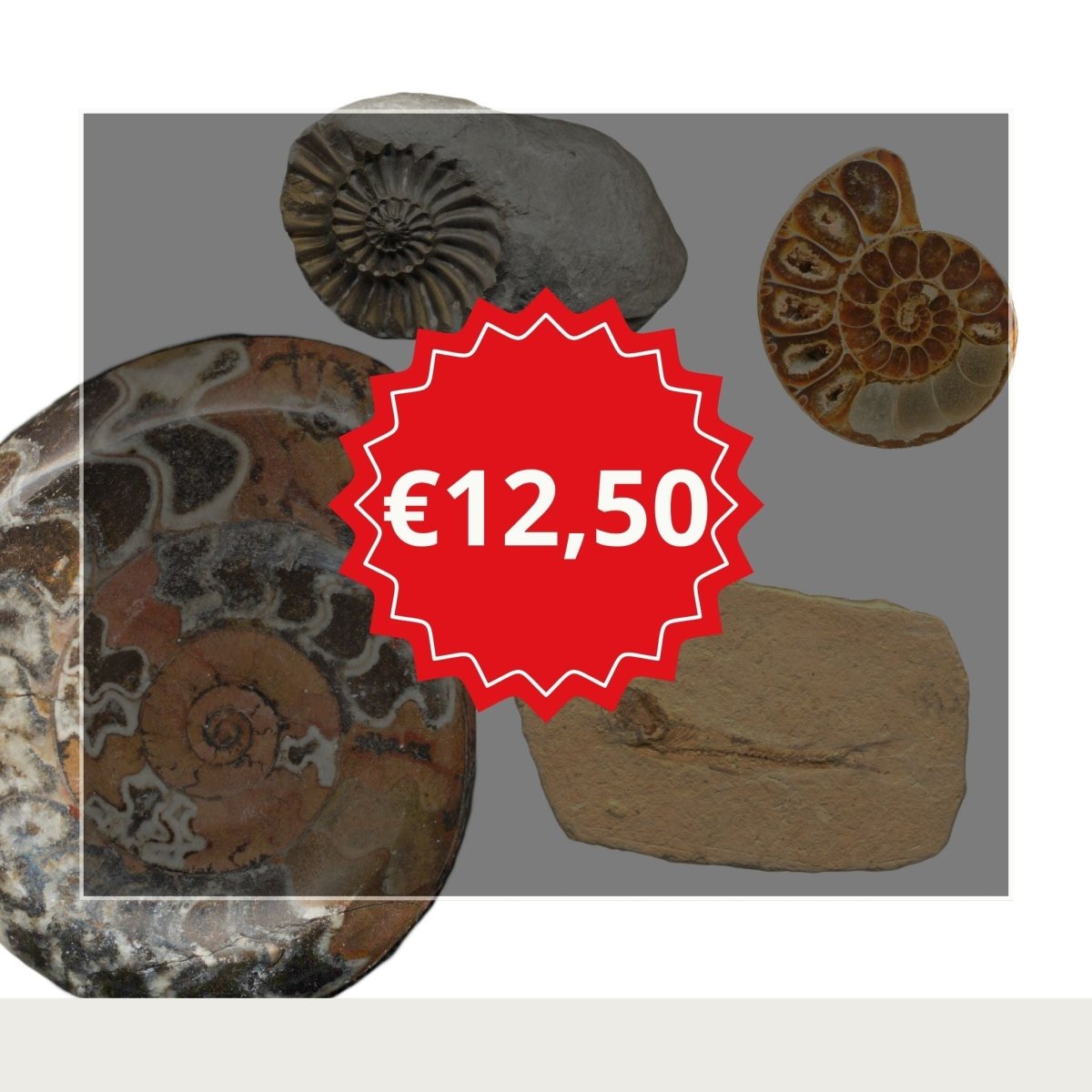 Close up showing different fossil gifts below a threshold sales price