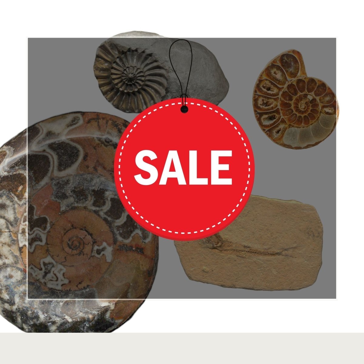 Discounted items - FossilsAndMore
