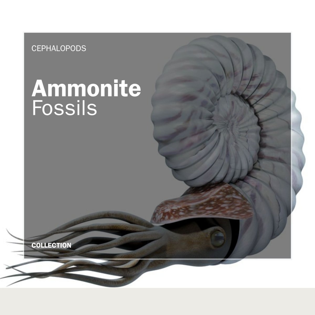 Ammonite Fossils - FossilsAndMore