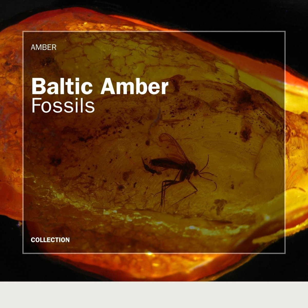 Baltic amber with fossil insect inclusion from Baltic Sea Region