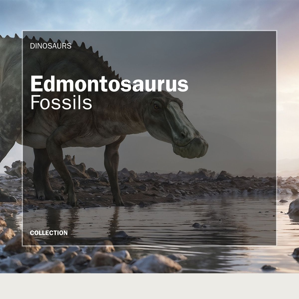 Edmontosaurus Fossils - FossilsAndMore