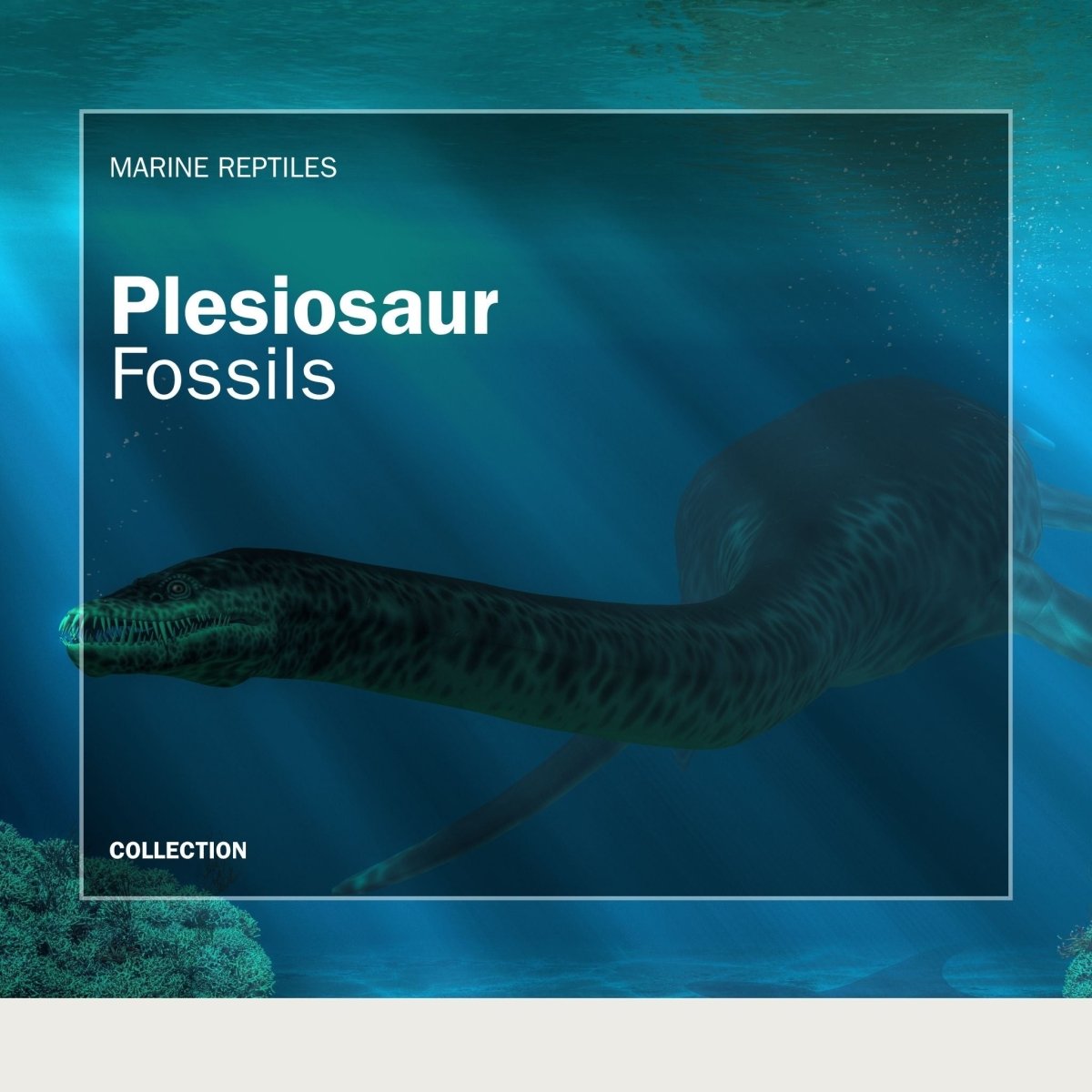 Authentic Plesiosaur Fossils - FossilsAndMore