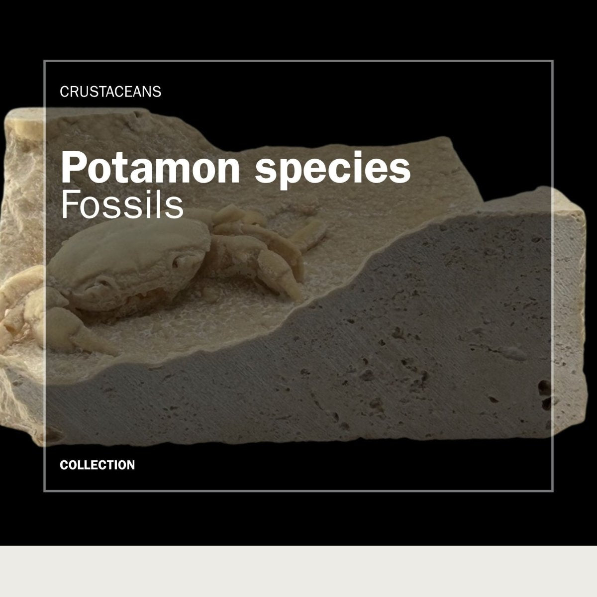 Potamon Crab Fossils - FossilsAndMore