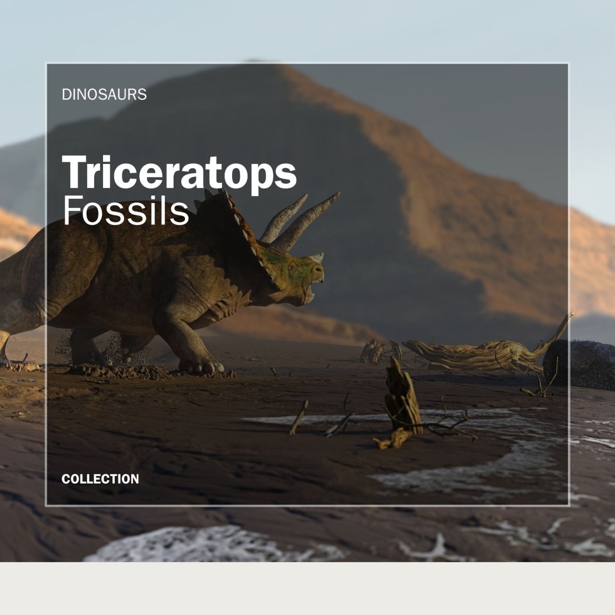 Triceratops Fossils - FossilsAndMore
