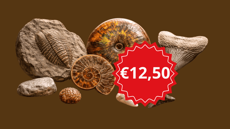 Close up showing different fossil gifts below a threshold sales price