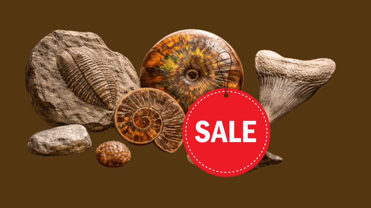Discounted items - FossilsAndMore