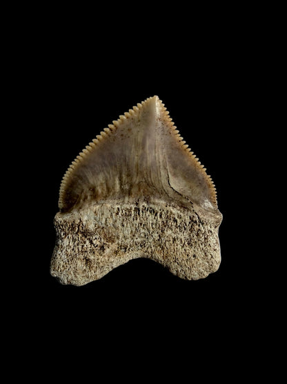 Squalicorax pristodontus shark tooth fossil from Morocco | 1.08"