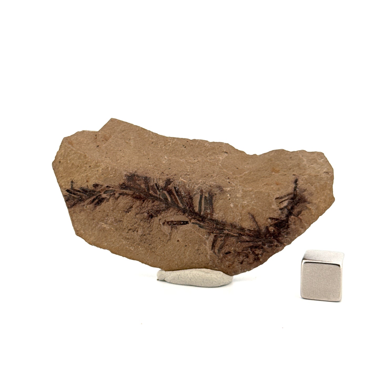 Metasequoia bladfossiel (2,25 inch) uit het Eoceen, Canada