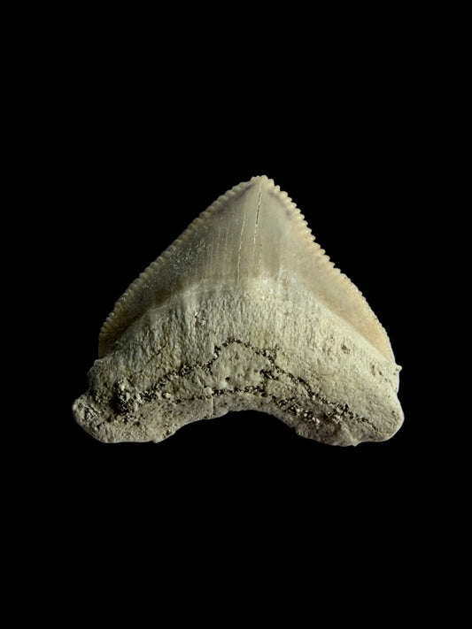 Squalicorax pristodontus shark tooth fossil from Morocco | 1.07"