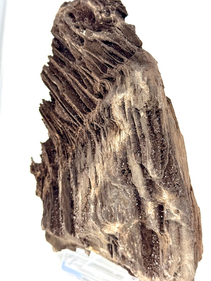 Large Permineralized Wood Covered In Druzy Quartz from Germany (919 Grams)