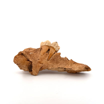 Holenbeer (Ursus spelaeus) kaakfragment met kies uit het Pleistoceen, Roemenië (3,75 inch)
