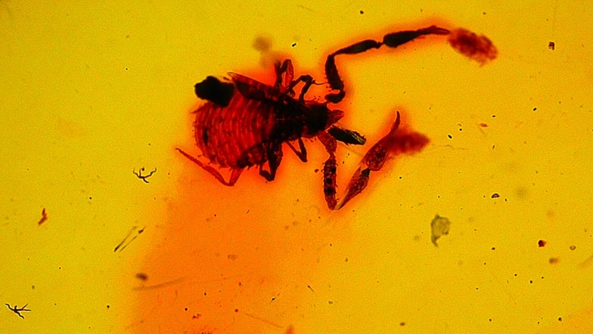 0.47" Burmese Amber with small pseudoscorpion species insect - FossilsAndMore