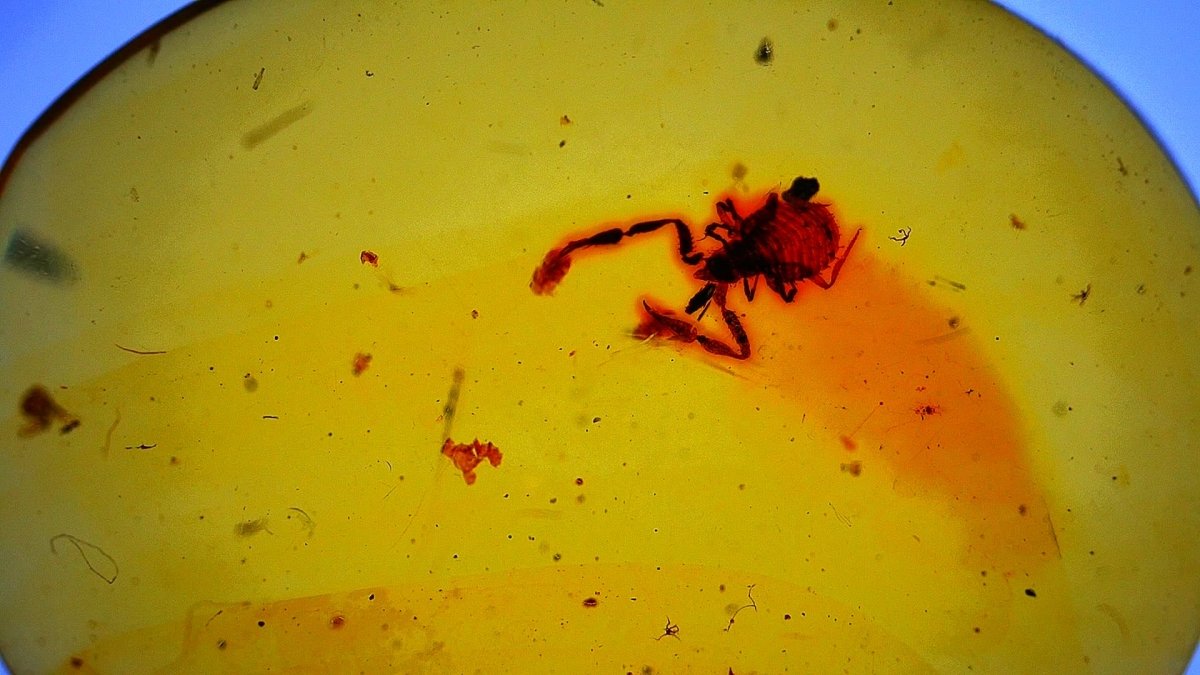 0.47" Burmese Amber with small pseudoscorpion species insect - FossilsAndMore
