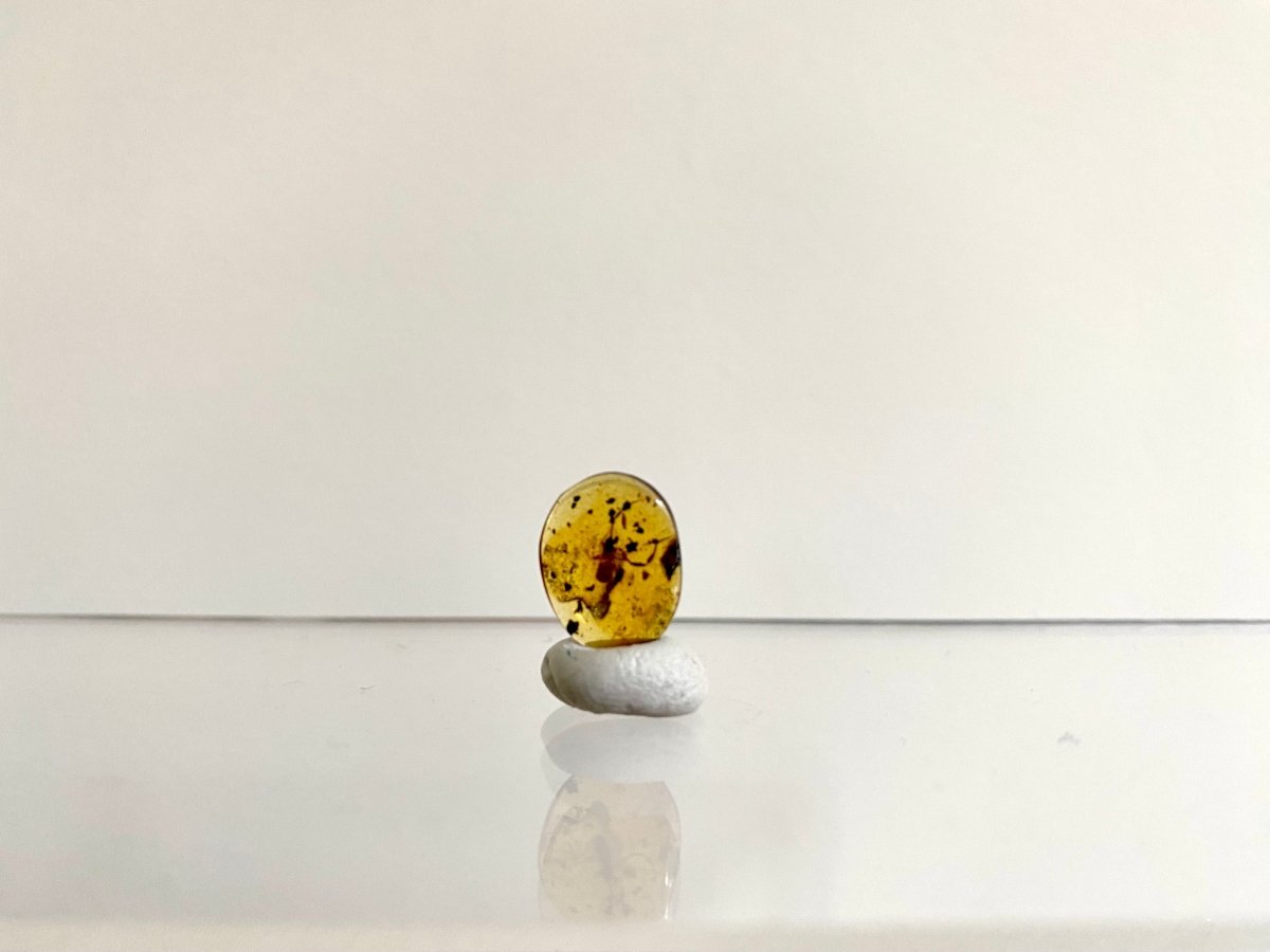 0.53" Burmese Amber with small pseudoscorpion species insect - FossilsAndMore