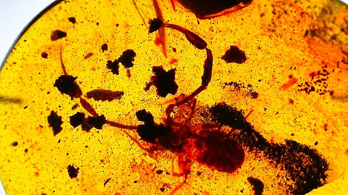 0.53" Burmese Amber with small pseudoscorpion species insect - FossilsAndMore