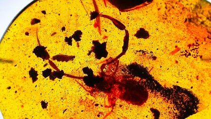 0.53" Burmese Amber with small pseudoscorpion species insect - FossilsAndMore