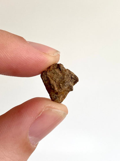 0.57" Al Haggouina Meteorite fragment - FossilsAndMore