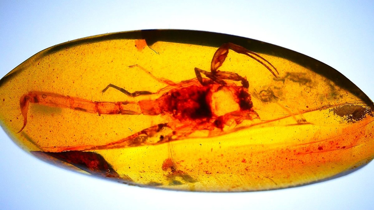 0.57" Burmese Amber with small scorpion species insect - FossilsAndMore