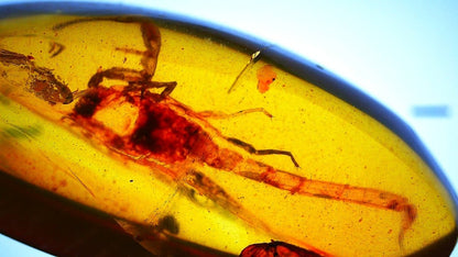 0.57" Burmese Amber with small scorpion species insect - FossilsAndMore