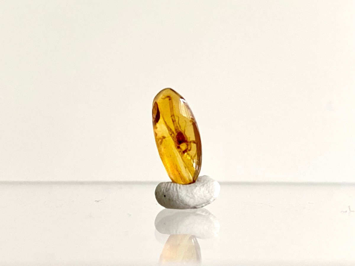 0.57" Burmese Amber with small scorpion species insect - FossilsAndMore
