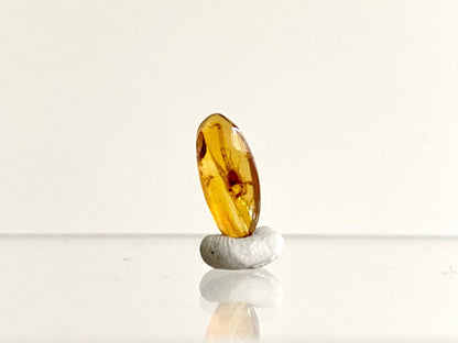 0.57" Burmese Amber with small scorpion species insect - FossilsAndMore