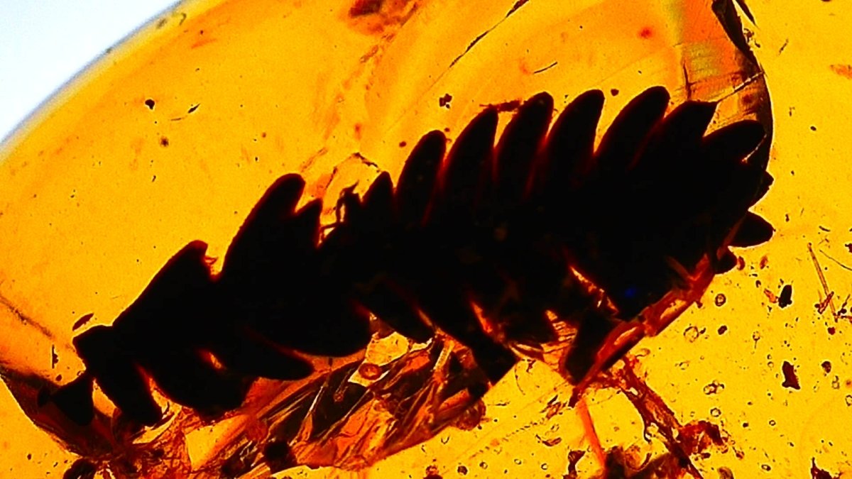 0.65" Burmese Amber with leaf inclusion (burmite amber) - FossilsAndMore