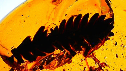 0.65" Burmese Amber with leaf inclusion (burmite amber) - FossilsAndMore