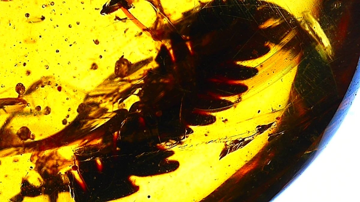 0.65" Burmese Amber with leaf inclusion (burmite amber) - FossilsAndMore