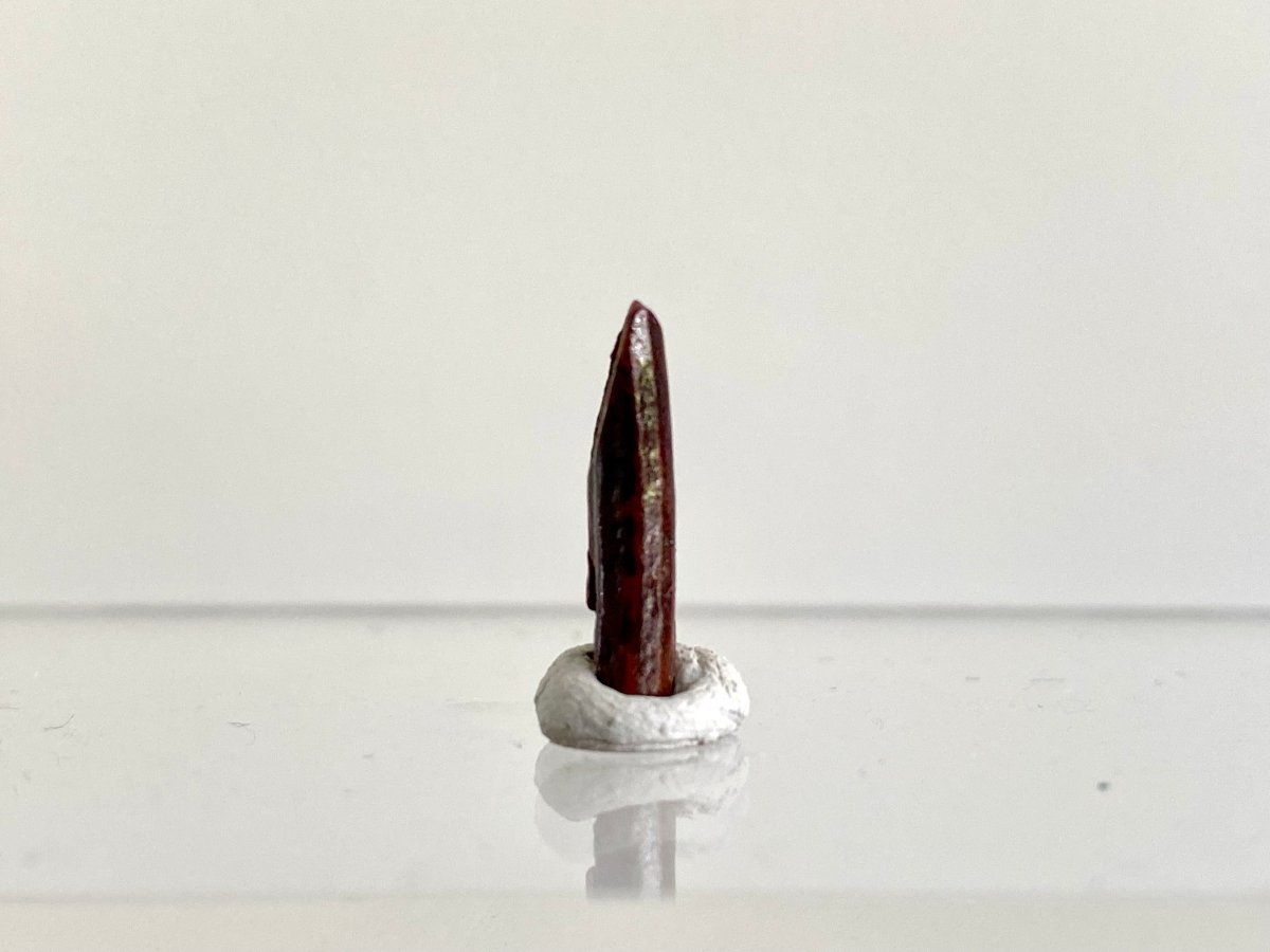 0.65" Rebbacchisaurus sauropod dinosaur tooth - FossilsAndMore