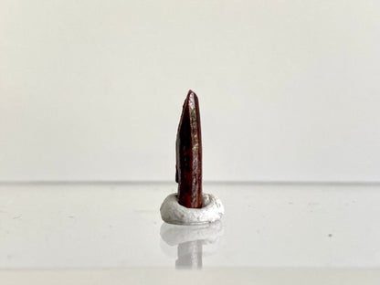 0.65" Rebbacchisaurus sauropod dinosaur tooth - FossilsAndMore