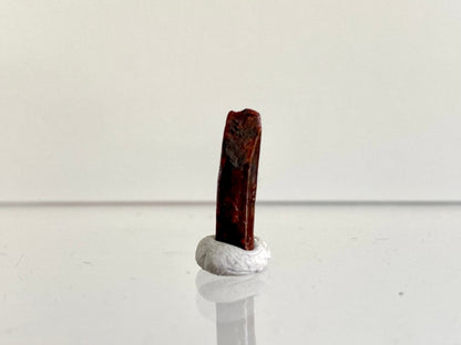 0.65" Rebbacchisaurus sauropod dinosaur tooth - FossilsAndMore