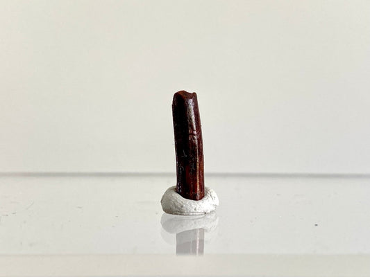 0.65" Rebbacchisaurus sauropod dinosaur tooth - FossilsAndMore