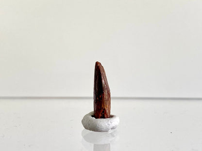 0.70" Rebbacchisaurus sauropod dinosaur tooth - FossilsAndMore