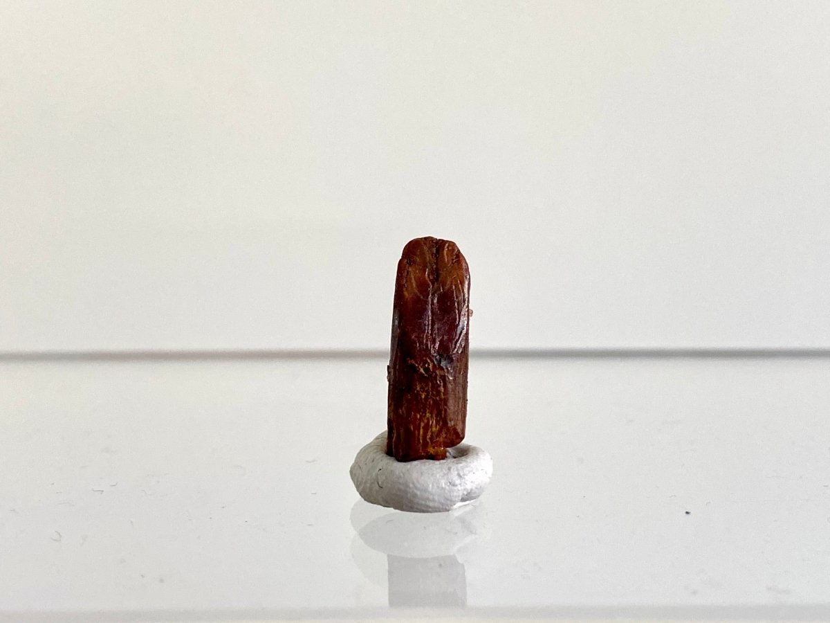 0.70" Rebbacchisaurus sauropod dinosaur tooth - FossilsAndMore